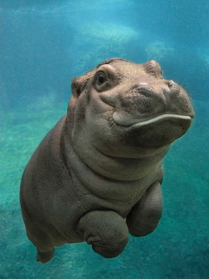Hippo | Diamond Painting