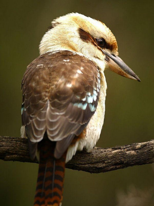 Kookaburra | Diamond Painting