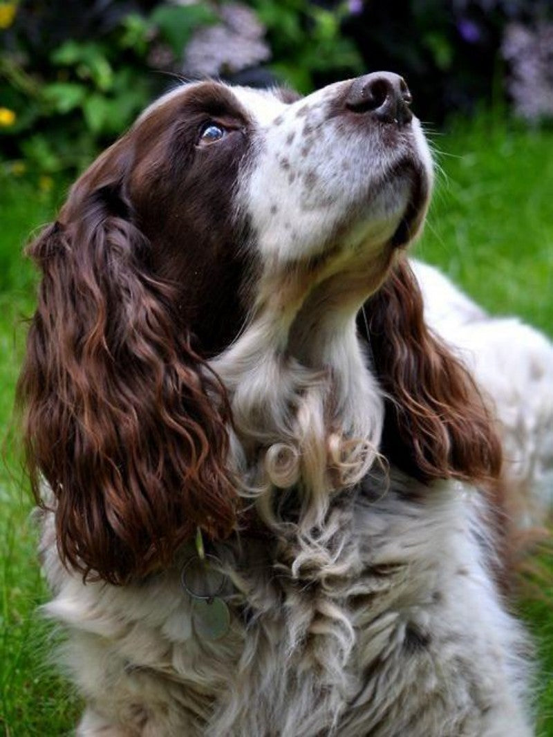 English Springer Spaniel Dog | Diamond Painting