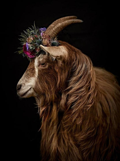 Goat | Diamond Painting