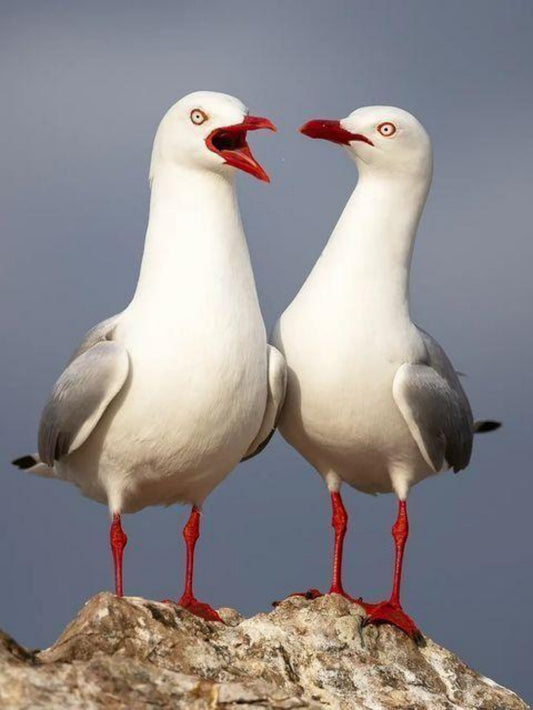 Gull | Diamond Painting