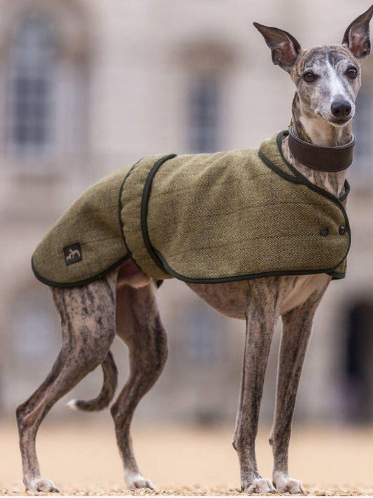 Whippet Dog | Diamond Painting
