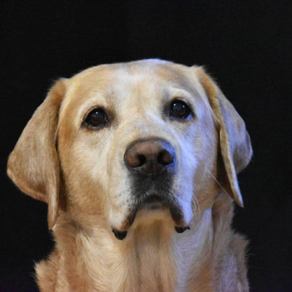 Yellow Labrador Dog | Diamond Painting