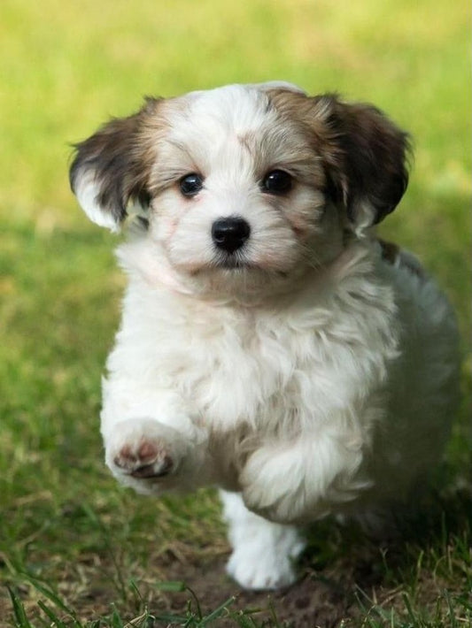 Havanese Dog | Diamond Painting