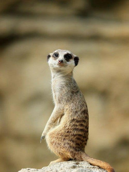 Meerkat | Diamond Painting