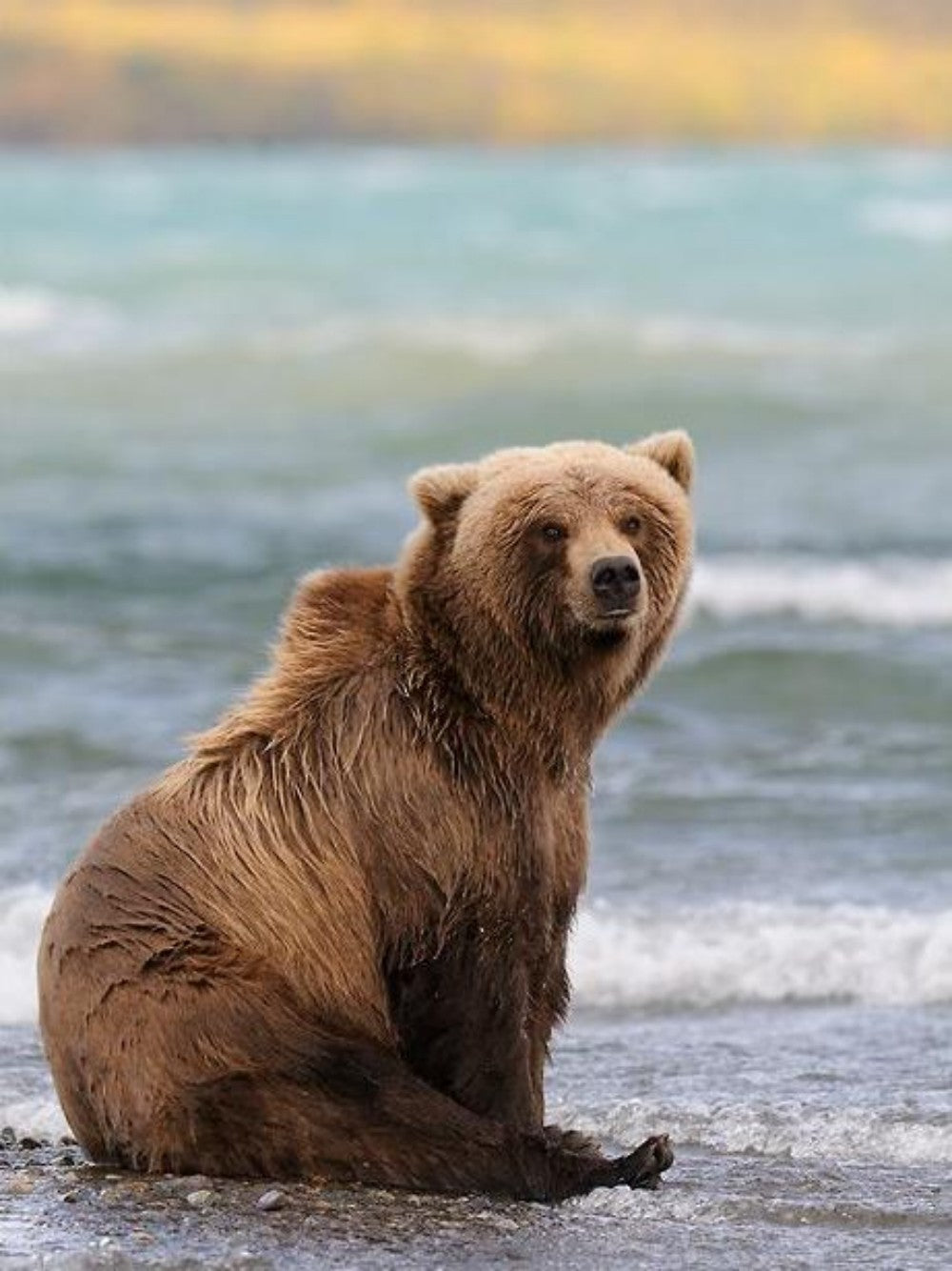 Brown Bear | Diamond Painting