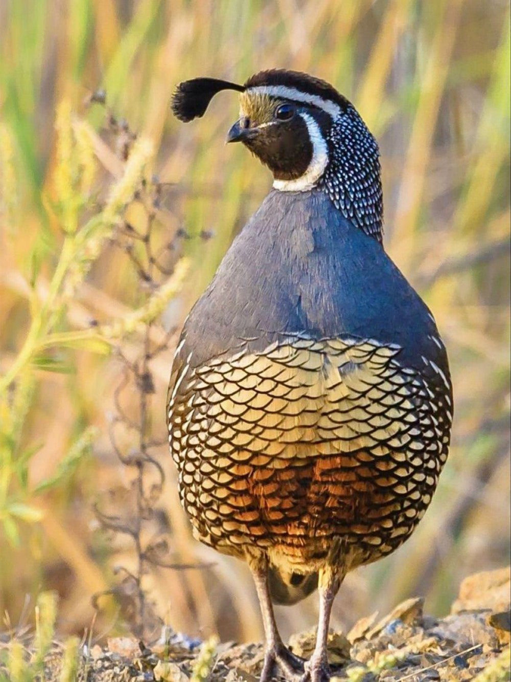 Quail | Diamond Painting