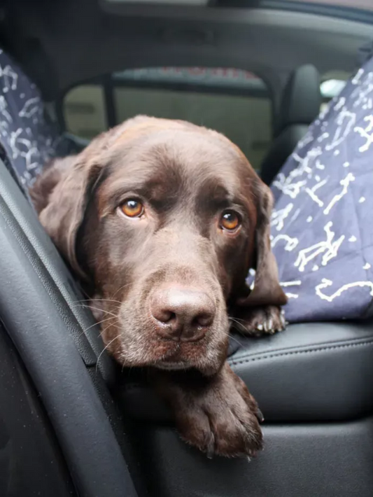 Chocolate Labrador Dog | Diamond Painting