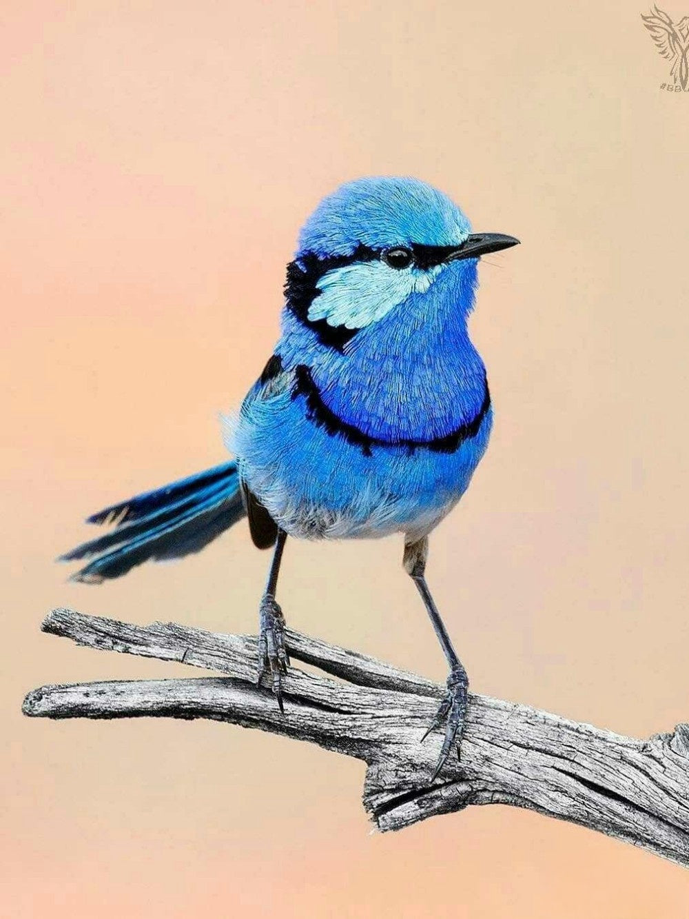 Blue Wren | Diamond Painting