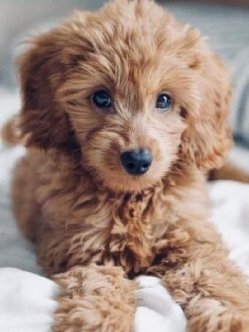 Labradoodle Dog | Diamond Painting