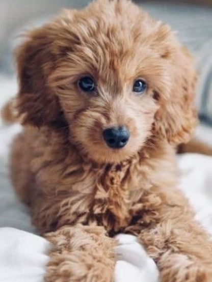 Labradoodle Dog | Diamond Painting