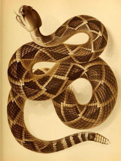 Rattlesnake | Diamond Painting