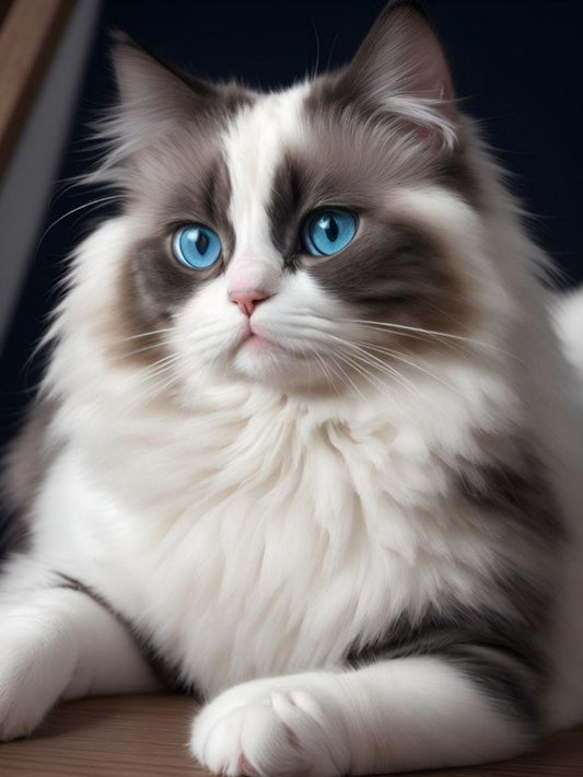 Ragdoll Cat | Diamond Painting