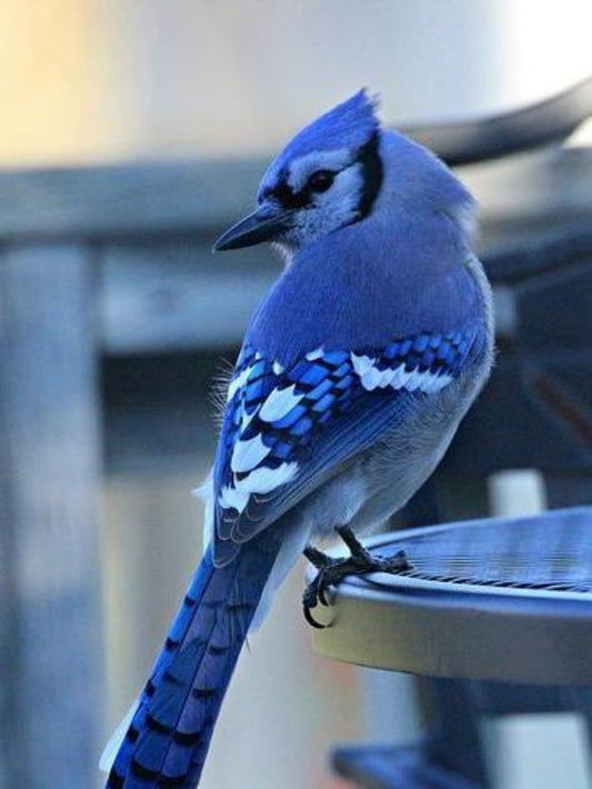 Blue Jay | Diamond Painting