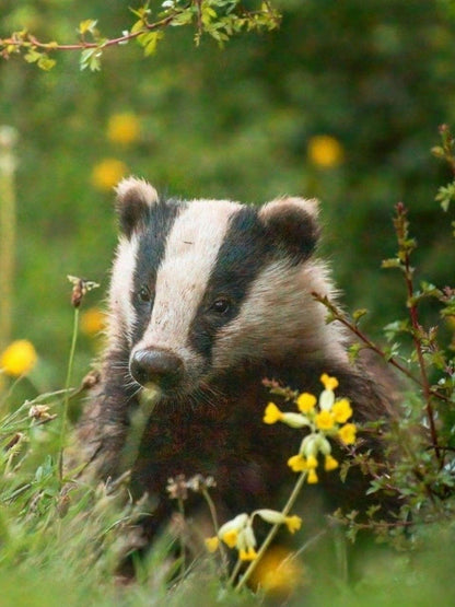 Badger | Diamond Painting