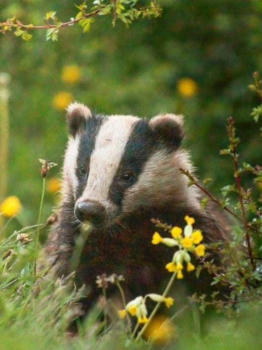 Badger | Diamond Painting