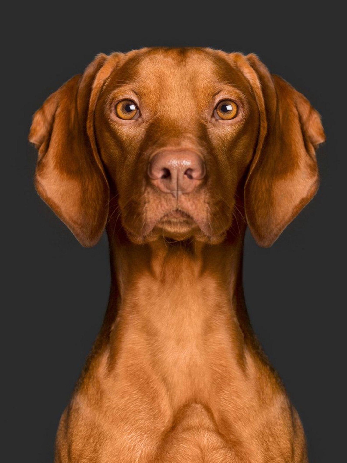 Vizsla Dog | Diamond Painting