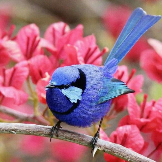 Blue Wren | Diamond Painting