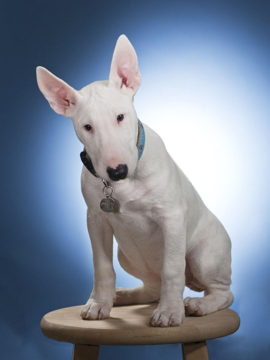 English Bull Terrier Dog | Diamond Painting