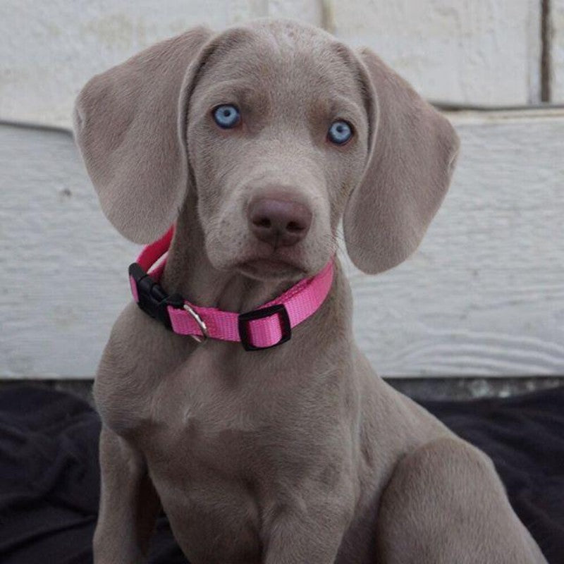 Weimaraner Dog | Diamond Painting