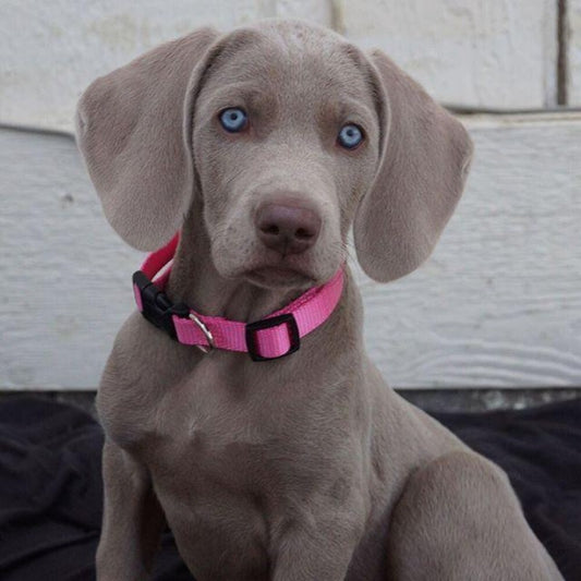 Weimaraner Dog | Diamond Painting