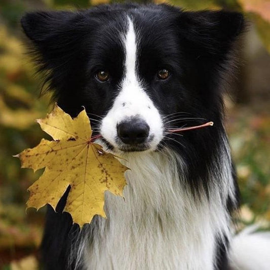 Dog Border Collie | Diamond Painting