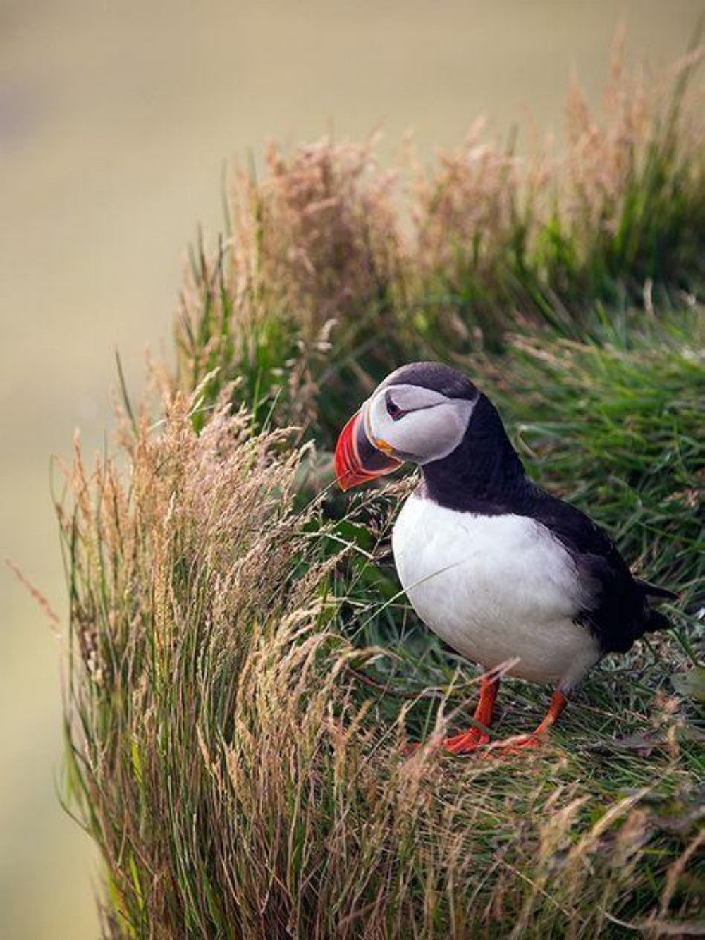 Puffin | Diamond Painting