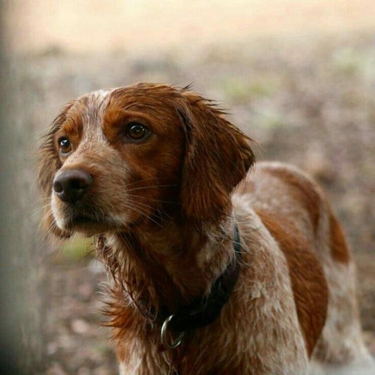 Brittany Spaniel Dog | Diamond Painting