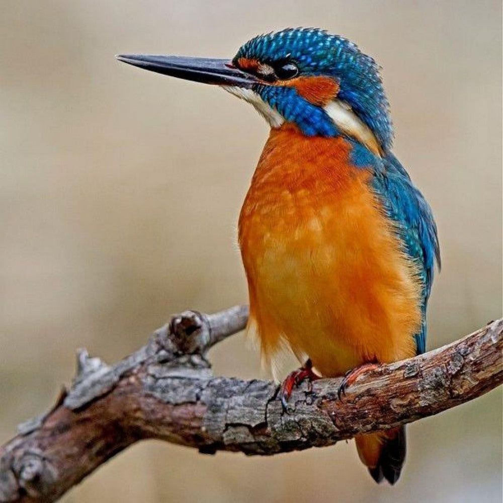 Kingfisher | Diamond Painting