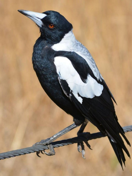 Magpie | Diamond Painting