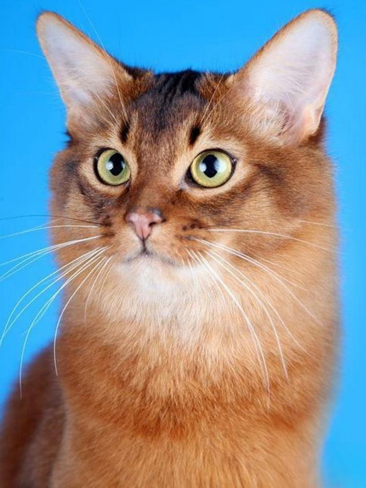 Abyssinian Cat | Diamond Painting