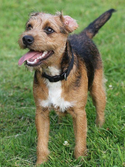 Dog Border Terrier | Diamond Painting