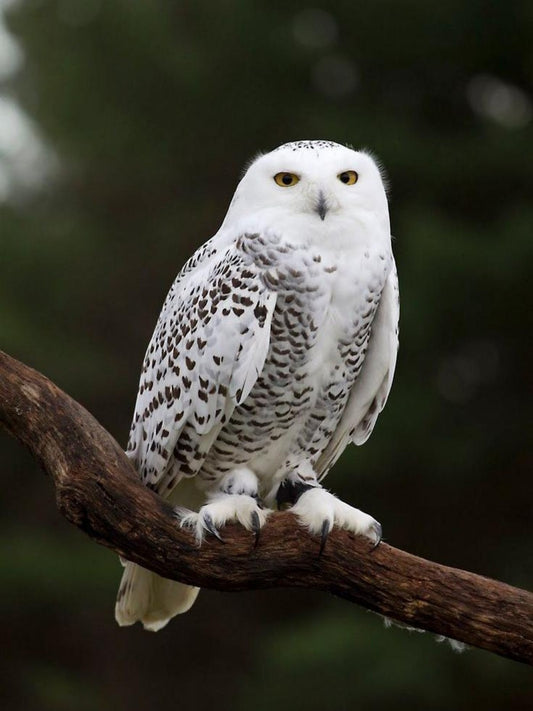 Snowy owl (White Owl) | Diamond Painting