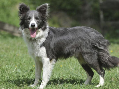 Cattle Dog (Blue Heeler) | Diamond Painting