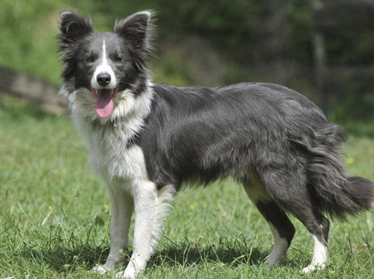 Cattle Dog (Blue Heeler) | Diamond Painting