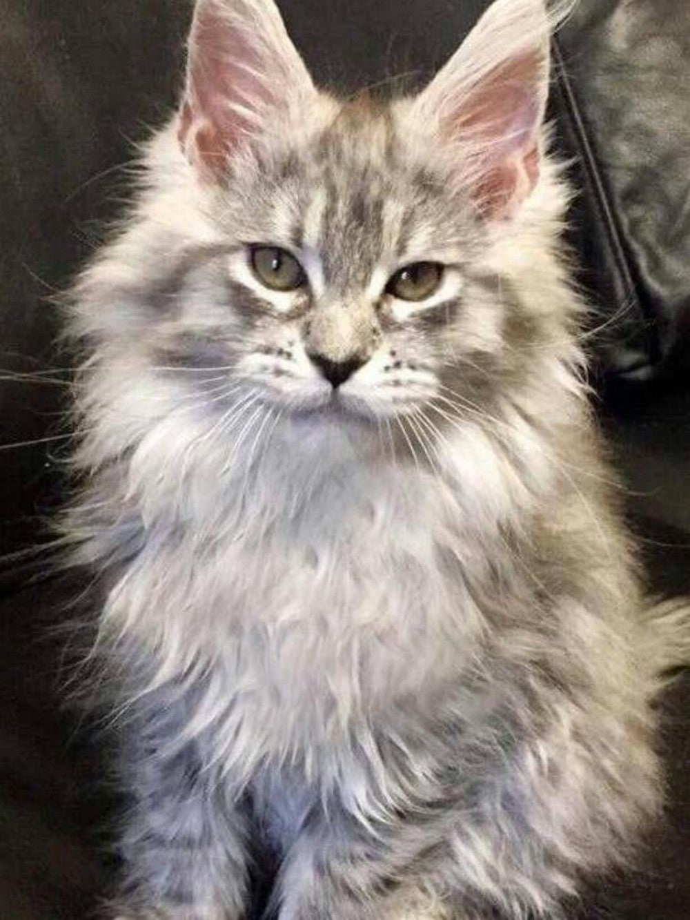 Maine Coon | Diamond Painting