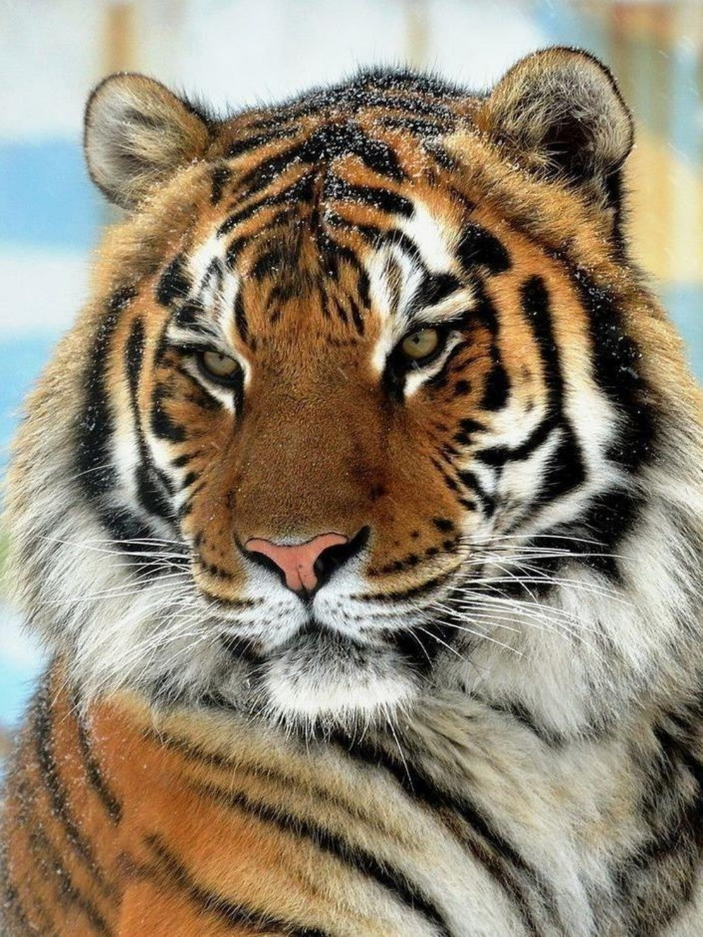 Bengal Tiger | Diamond Painting
