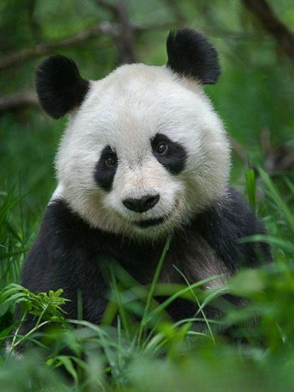 Panda | Diamond Painting