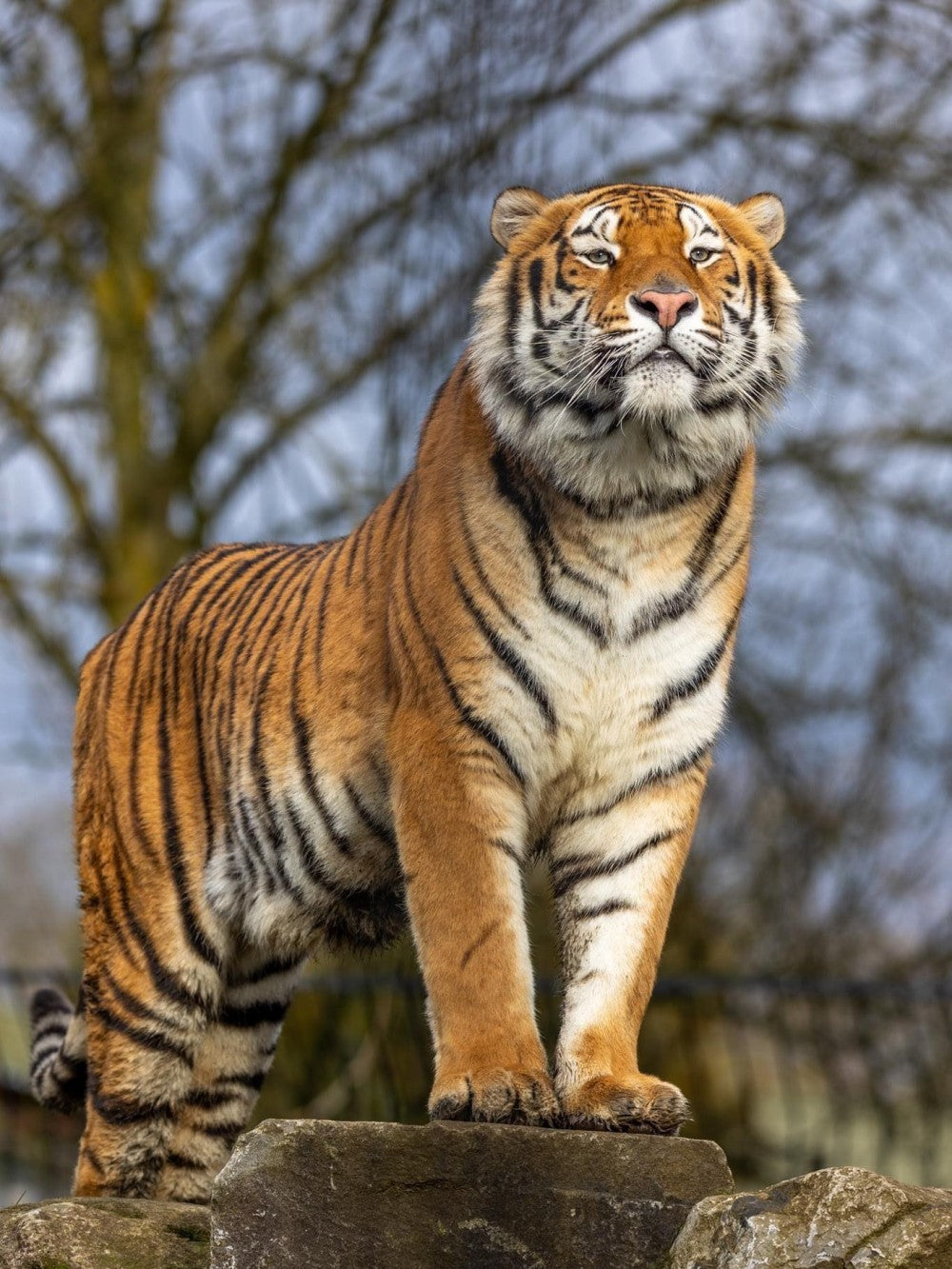 Bengal Tiger | Diamond Painting