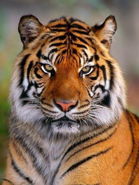 Bengal Tiger | Diamond Painting