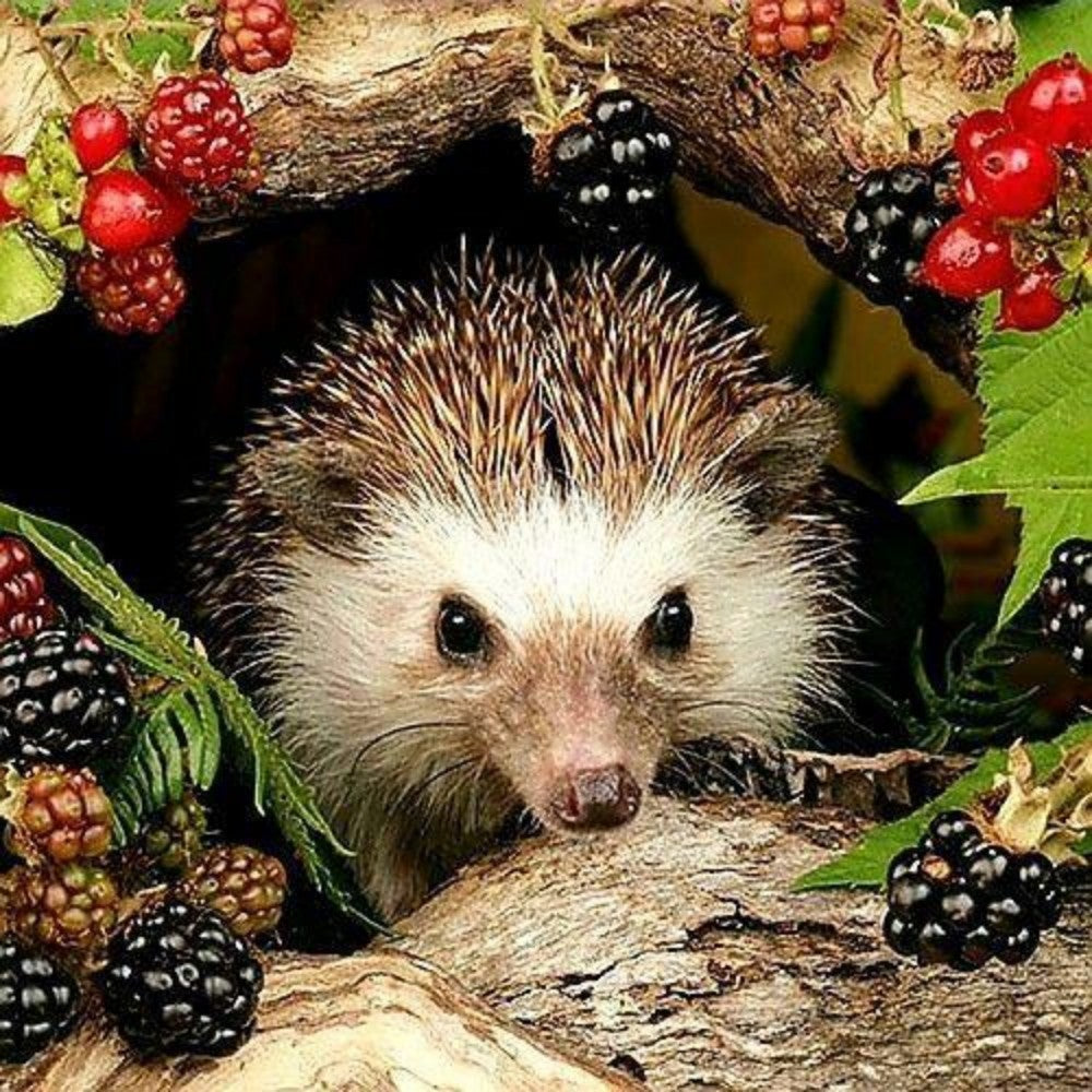 Hedgehog | Diamond Painting