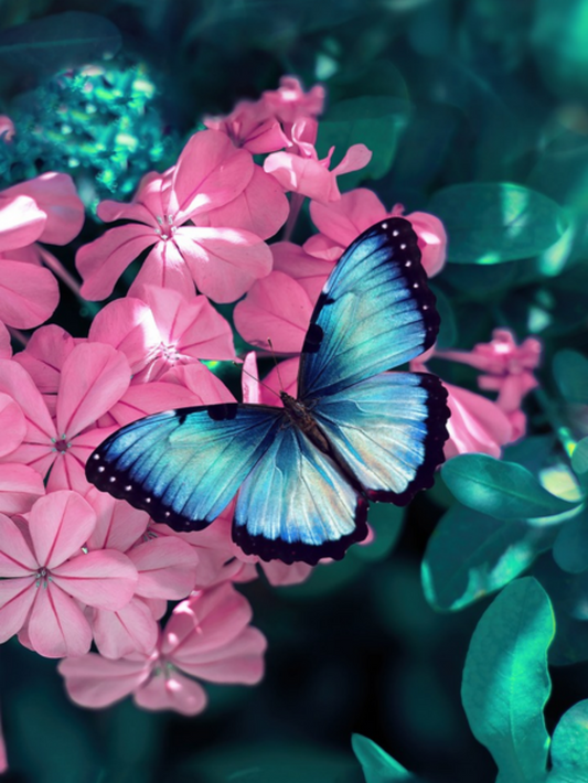 Butterfly | Diamond Painting
