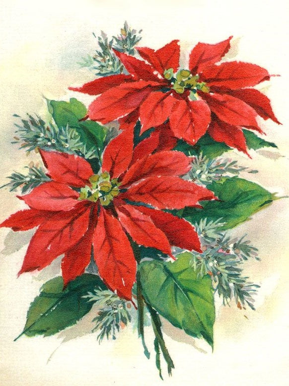 Poinsettia | Diamond Painting