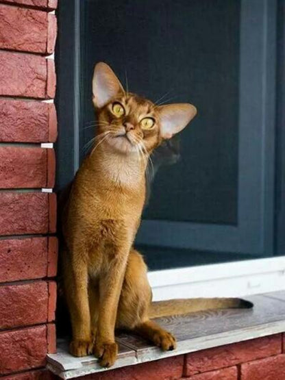Abyssinian Cat | Diamond Painting