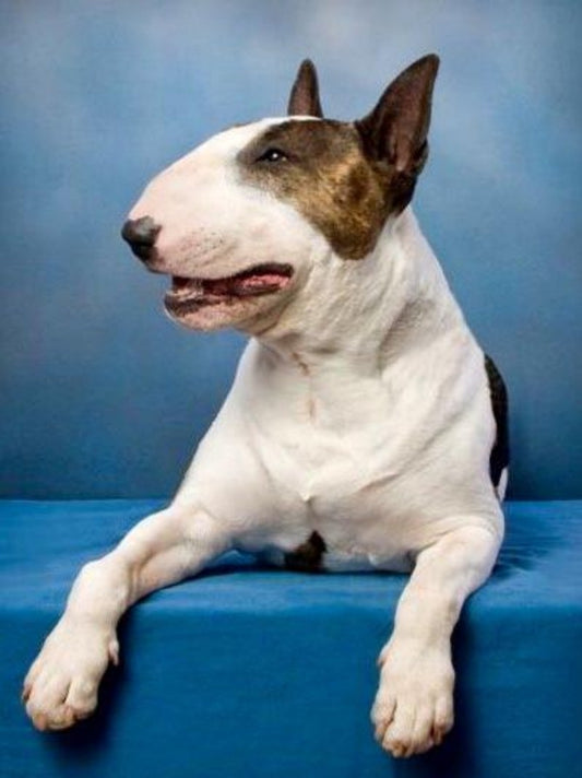English Bull Terrier Dog | Diamond Painting