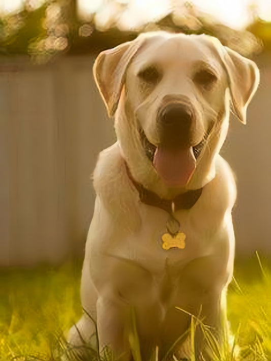 Yellow Labrador Dog | Diamond Painting