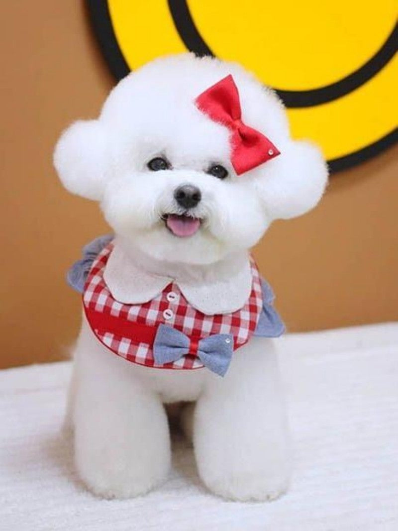 Dog Bichon Frise | Diamond Painting
