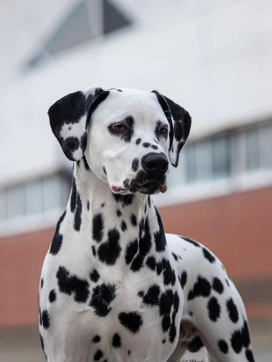 Dalmatians Dog | Diamond Painting