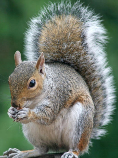 Squirrel | Diamond Painting