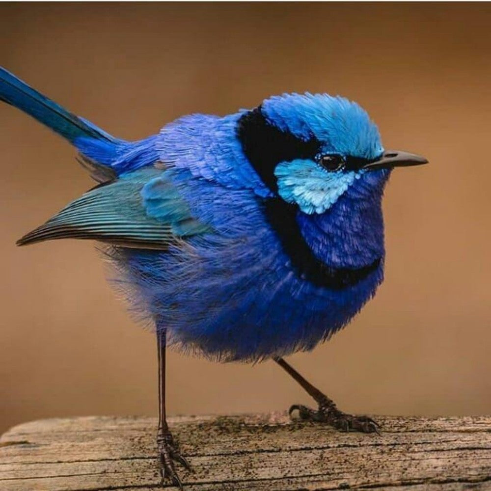 Blue Wren | Diamond Painting